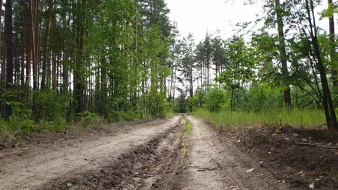 Country road in the forest Stock Footage 133637549