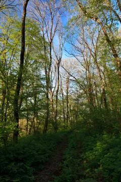 Country road in forest Stock Photos