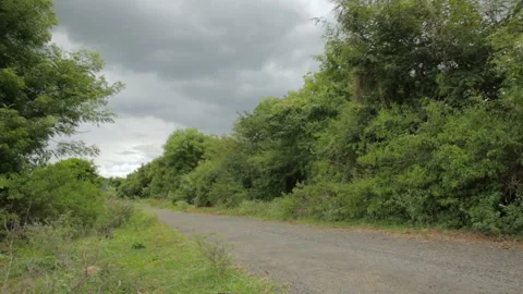 Country road at forrest side. Stock Footage 157169537
