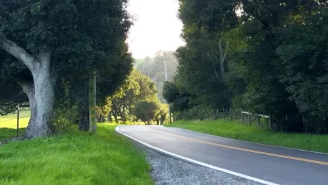 Country Road Lined with Trees Stock Footage 307962955