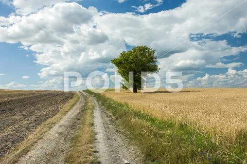 Country road, plowed field and tree. Stock Photos