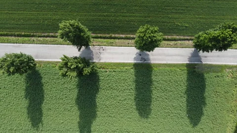 Country road with rows of trees 스톡 동영상 154772642