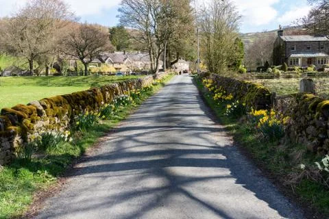 Country Road with Spring Daffodils on the Grass Verges. Stock Photos