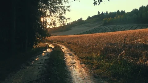 Country road at sunset Stock Footage 89213669