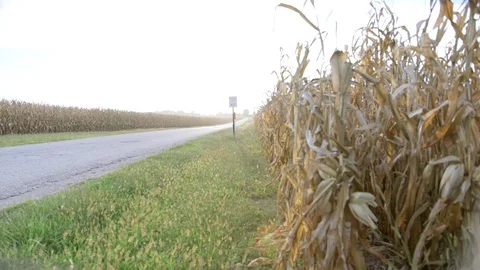 Country road surrounded by  corn fields Stock Footage 91101060