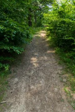 A country road through the Carpathian deciduous forest Stock Photos