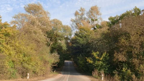 Country road through forest Stock Footage 81088942
