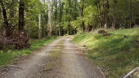 Country Road Through Forest Vídeo Stock 88304842