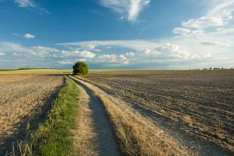 Country road through plowed fields, group of trees and sky Stock Photos