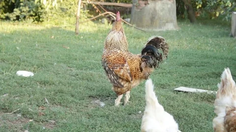 Country rooster 動画素材 79767186