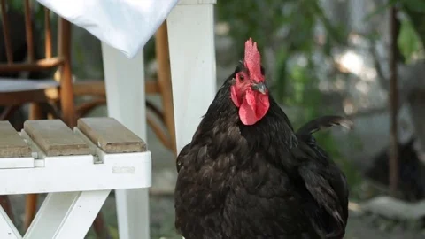 Country rooster walking Video stock 79752070