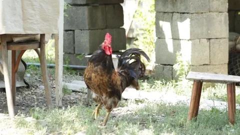 Country rooster walking 库存影片 79752133