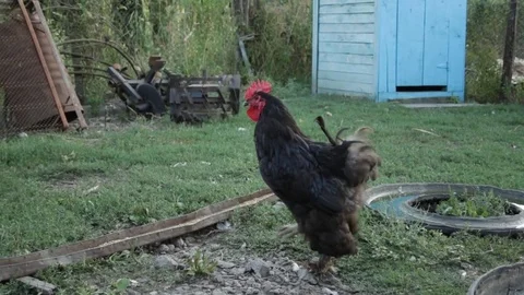 Country rooster walking Video stock 79768181