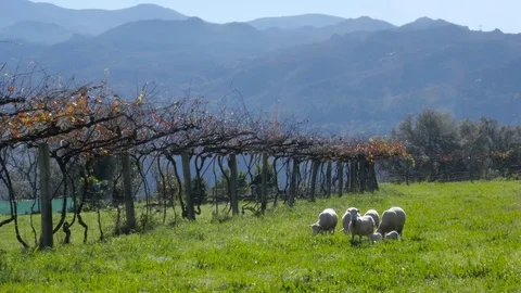 Country scene with sheeps 動画素材 70255535