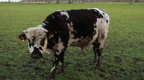 Country scenes Stock Footage 35313373