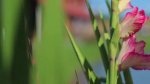 Country side Flower Stock Footage 138491422