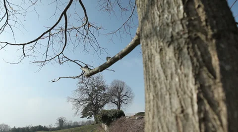 COUNTRY SIDE HOUSE WITH TREES Stock Footage 28047642