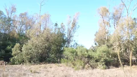 Country side walkthrough (1) Stock Footage 118405689