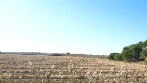 Country side walkthrough (6) Stock Footage 118405683