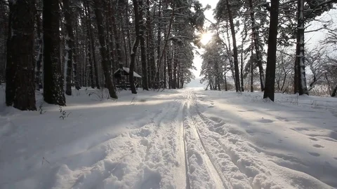 Country skiing in the winter forest Stock Footage 70288494