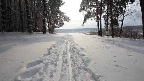 Country skiing in the winter forest Stock-Footage 70289015