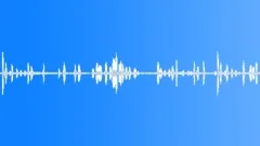 Country southern amb. parrots 01 :30 Sound Effect