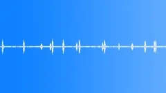 Country southern amb. parrots 02 :30 Sound Effect