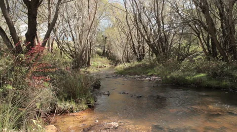 Country Stream Stock Footage 46204432