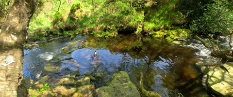 Country stream slow moving through woodland forest with a single duck on th.. 動画素材 241939820