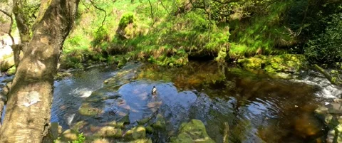 Country stream slow moving through woodland forest with a single duck on th.. 库存影片 241939876