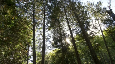 COUNTRY SunThroughTrees 動画素材 7733525