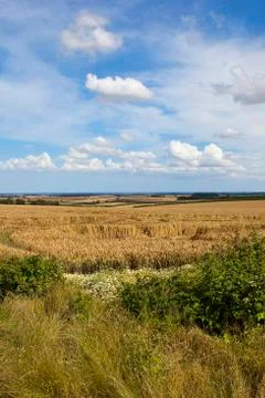 Country wheat fields Stock Photos