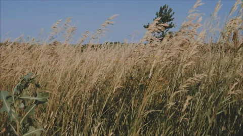 A country, windy day at the cornfields. 動画素材 67873018