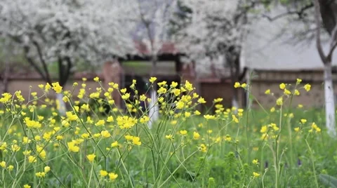 Country yard full of spring flowers Stock Footage 40341295
