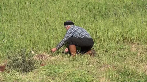 Countryman cutting grass Stock Footage 25432230