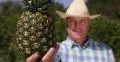 Countryman Show Close Up Ananas Fruit Fresh Ripe Pineapple Vegan Natural Dessert 4k or 4k+ Resolution