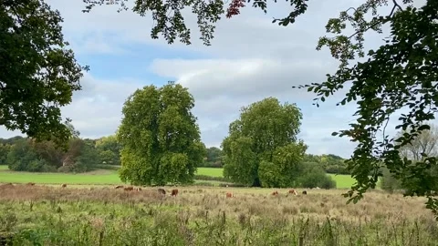 Countryside Aesthetic Video stock 219813188