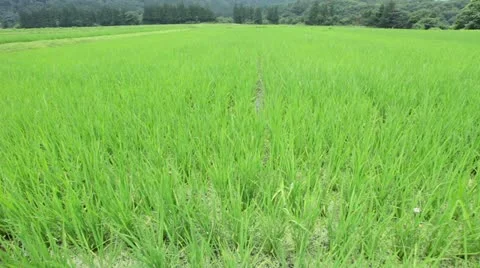 Countryside and rice Stock Footage 11670980