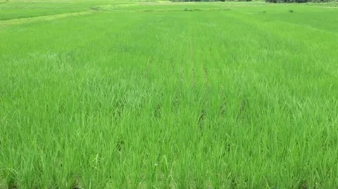 Countryside and rice Stock Footage 11670983