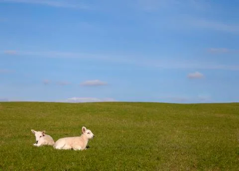 Countryside background with lambs Stock Photos