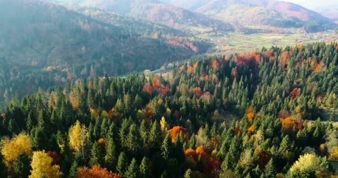 Countryside between the forests. Flying over beautiful mixed forest in sunny Stock Footage 139460482