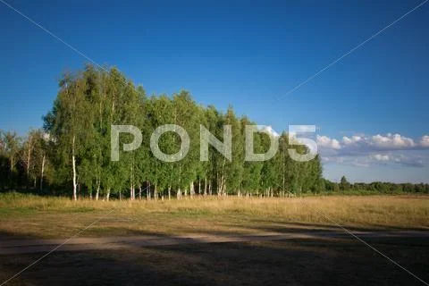 Countryside with a birch grove Stock Photos