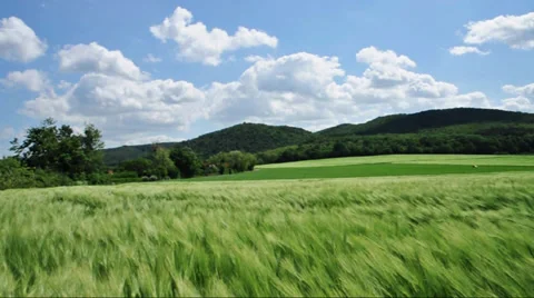 Countryside with cereal field Stock Footage 33519705