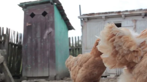 Countryside chickens Stock Footage 90462798