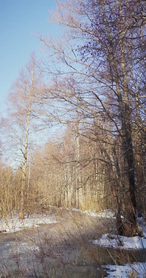 Countryside in early spring Stock Footage 300541684