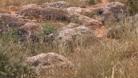 Countryside with ears moving from the wind Stock Footage 90794422