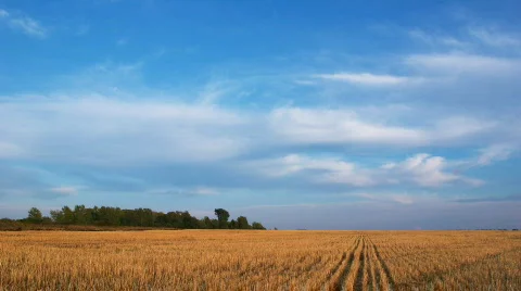Countryside evening landscape clouds on blue sky over yellow field Stock Footage 834311