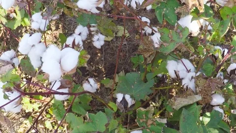 Countryside in the fall. Cotton field. Video stock 81642272
