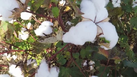 Countryside in the fall. Cotton field. Stock Footage 81642292
