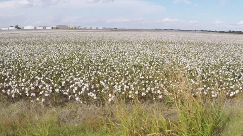 Countryside in the fall. Cotton field. Stock Footage 81642372